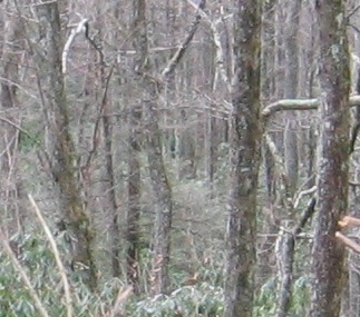 IMG_0034originaldetail01