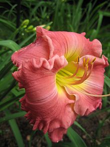 220px-Daylily_'Hush_Little_Baby'