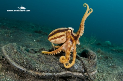 cephalopods_-_scubazoo-15